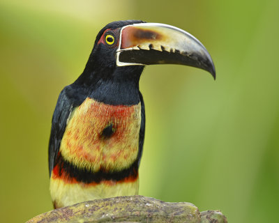 COLLARED ARACARI