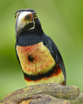 COLLARED ARACARI