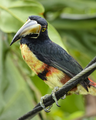COLLARED ARACARI