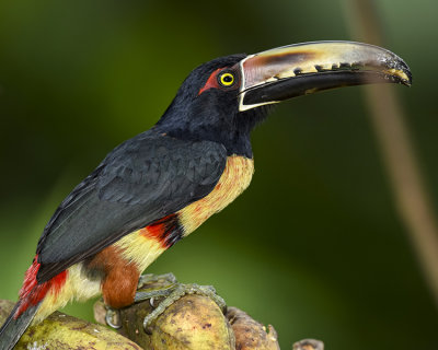 COLLARED ARACARI