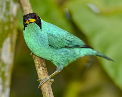 GREEN HONEYCREEPER ♂