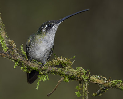 MAGNIFICENT HUMMINGBIRD ♀