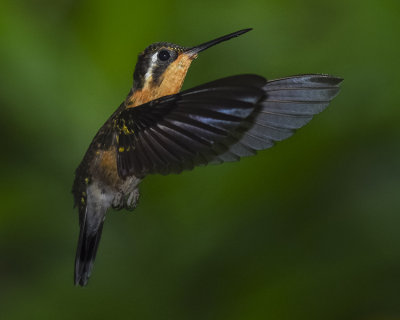 PURPLE-THROATED MOUNTAIN-GEM