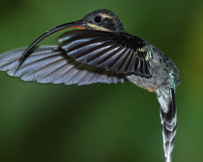 GREEN HERMIT ♀