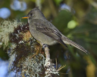 DARK PEWEE