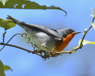 FLAME-THROATED WARBLER