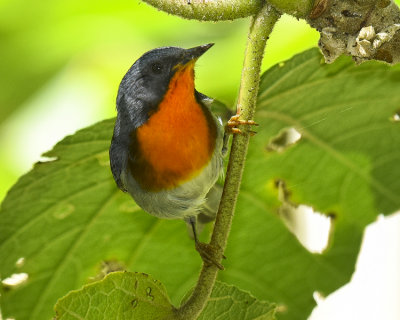 FLAME-THROATED WARBLER