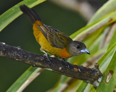 CHERRIE'S TANAGER