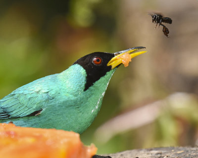 GREEN HONEYCREEPER