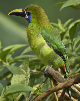 EMERALD TOUCANET