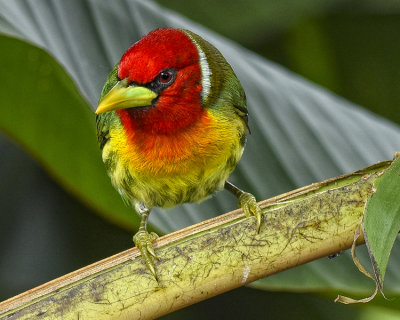 RED-HEADED BARBET