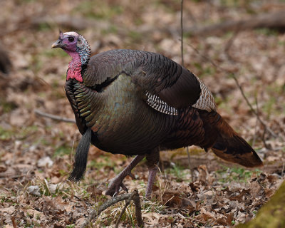 WILD TURKEY