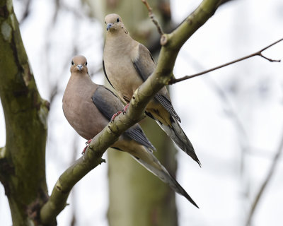 MOURNING DOVE