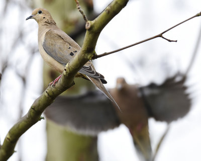 MOURNING DOVE