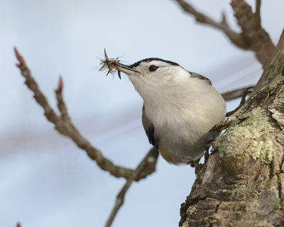 WHITE-BREASTED NUTHATCH