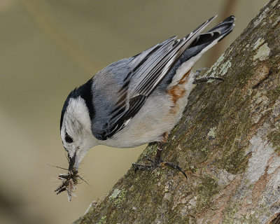 WHITE-BREASTED NUTHATCH