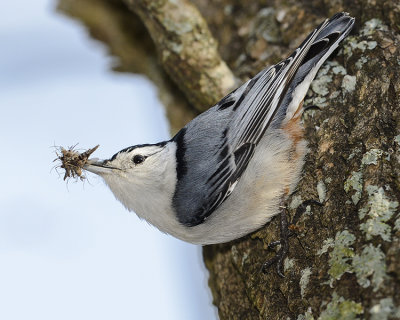 WHITE-BREASTED NUTHATCH