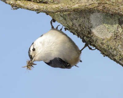 WHITE-BREASTED NUTHATCH