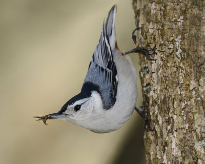 WHITE-BREASTED NUTHATCH