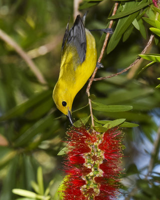 PROTHONOTARY WARBLER