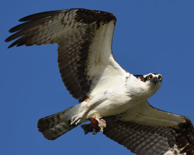 OSPREY