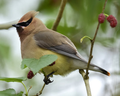 CEDAR WAXWING