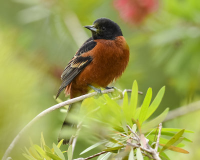 ORCHARD ORIOLE