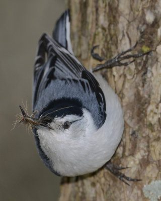 WHITE-BREASTED NUTHATCH