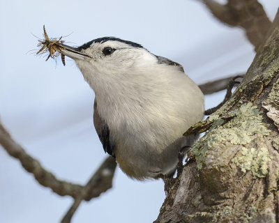 WHITE-BREASTED NUTHATCH