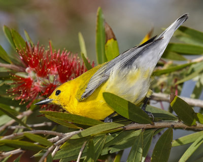 PROTHONOTARY WARBLER