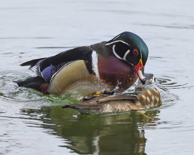 WOOD DUCK