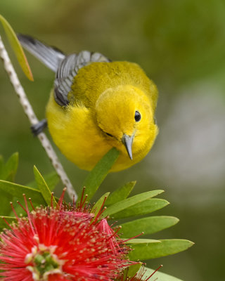 PROTHONOTARY WARBLER