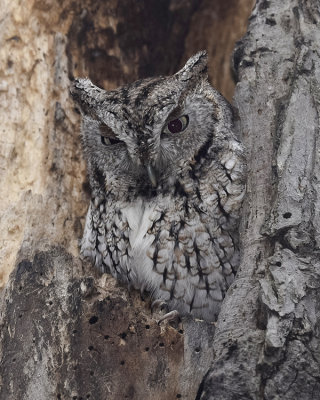 EASTERN SCREECH OWL