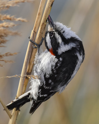 DOWNY WOODPECKER