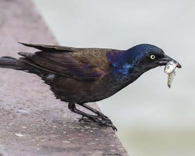 COMMON GRACKLE