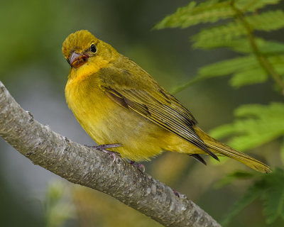 SUMMER TANAGER ♀