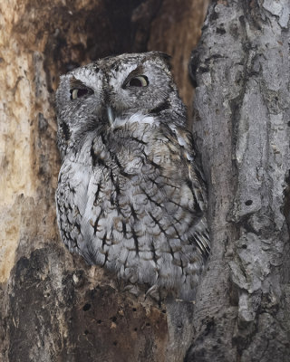 EASTERN SCREECH OWL