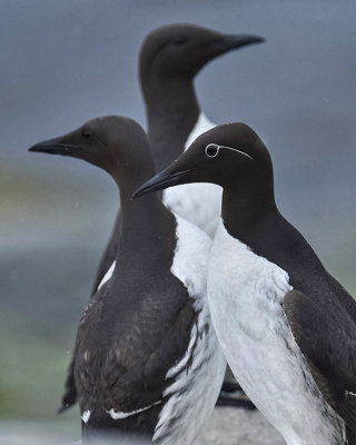 TWO COMMON MURRE AND ONE BRIDLED MORPH