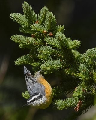 RED-BREASTED NUTHATCHTED