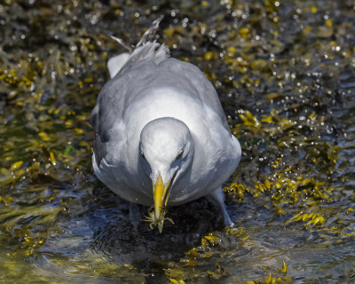 HERRING GULL