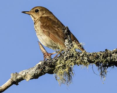 HERMIT THRUSH