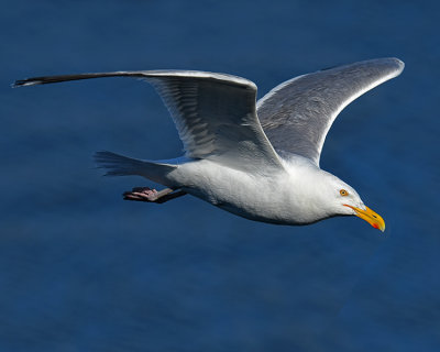HERRING GULL