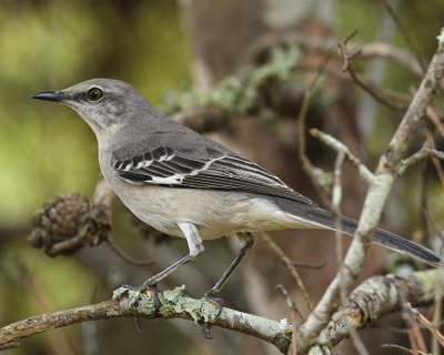 NORTHERN MOCKINGBIRD