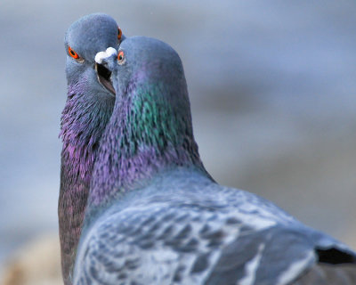 ROCK DOVES