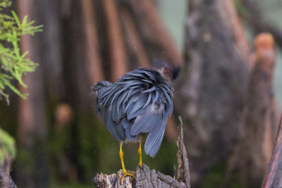 Birds of Louisiana 2014