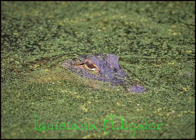 Louisiana Alligator