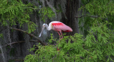 Roseate Spoonbill