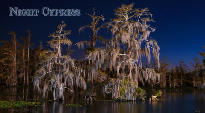 Night Cypress