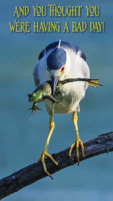 Louisiana Birds 2016