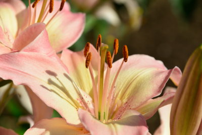 THE PINK LILY